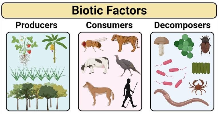 What Is An Example Of Biotic Limiting Factor What Is An Example Of Biotic Limiting Factor