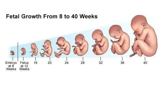 Growth and Developmental Changes