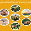 Characteristics of living things