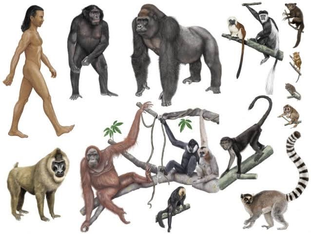 Man as a higher animal