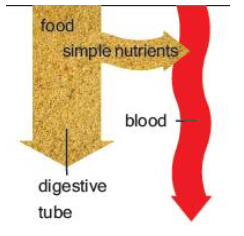 Digestive system