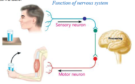 Function of nervous system