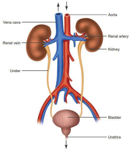 Human excretory system