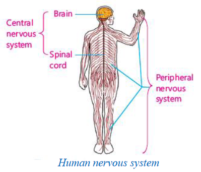 Human nervous system