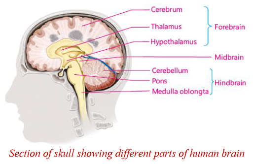 Section of skull showing different parts of human brain